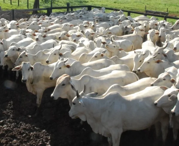 atualização de rebanho bovino, preços, arroba do boi gordo, pecuária, boi