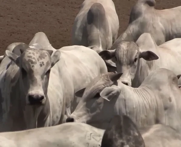 Mosca-dos-chifres: setembro é o mês chave para o controle e o lucro do gado. Veja