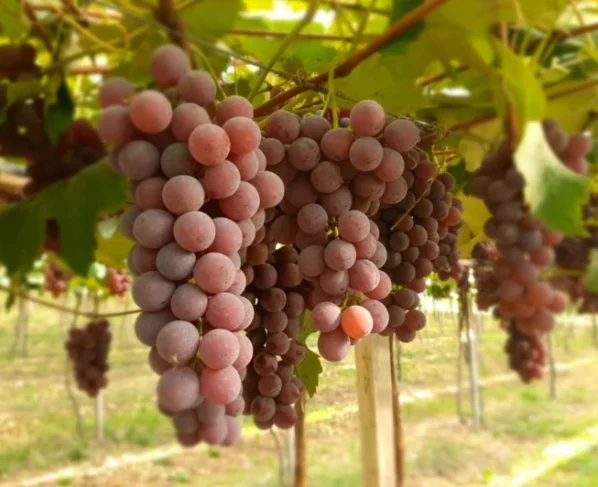 Brasil abre mercado inédito para exportação de uvas ao Azerbaijão e amplia presença internacional do setor