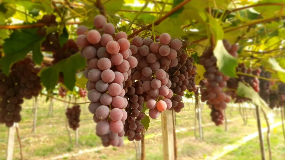 Brasil abre mercado inédito para exportação de uvas ao Azerbaijão e amplia presença internacional do setor