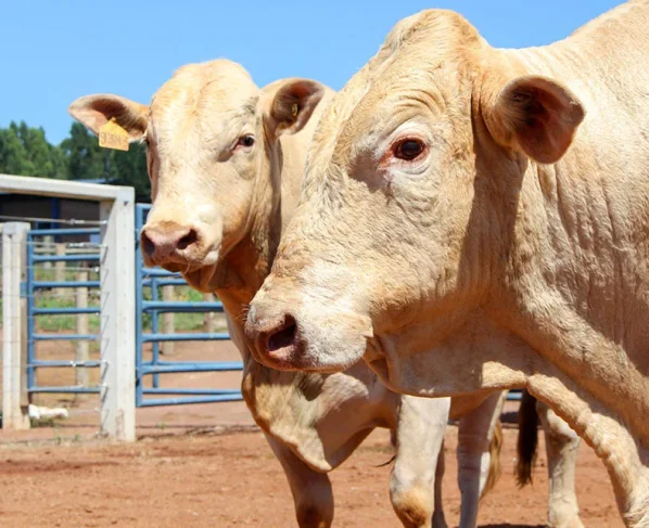Para um touro receber o selo Canchim on Dairy, deve atender a critérios técnicos baseados em avaliações genéticas para garantir o desempenho e a segurança do cruzamento