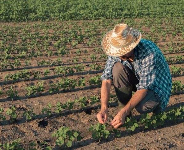 Plano Safra da agricultura familiar será de R$ 77,7 bilhões; confira detalhes rural