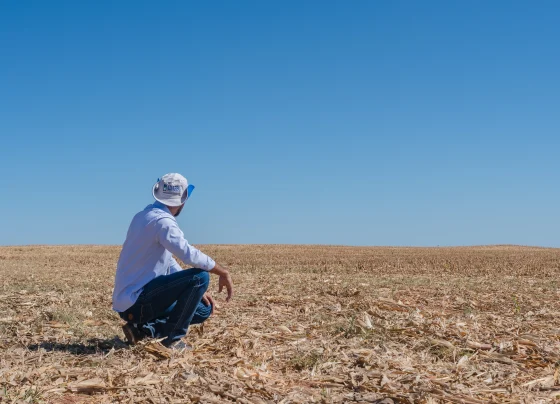 vazio sanitário da soja Tocantins