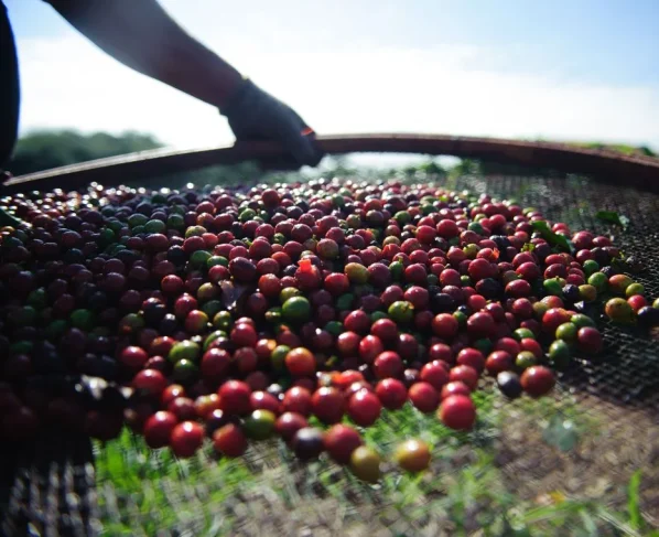 café arábica, funcafé, temperatura