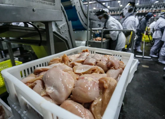 indústria processando da carne de frango
