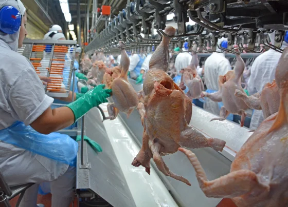 Frango de corte, avícola