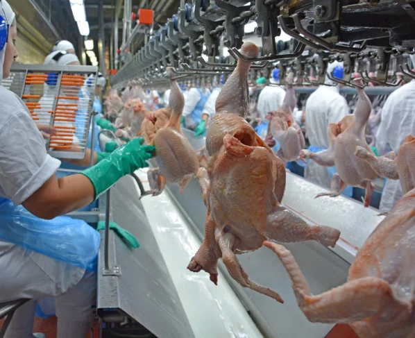 Frango de corte, avícola