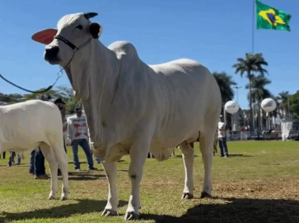 vaca nelore Carina - campeã ExpoZebu