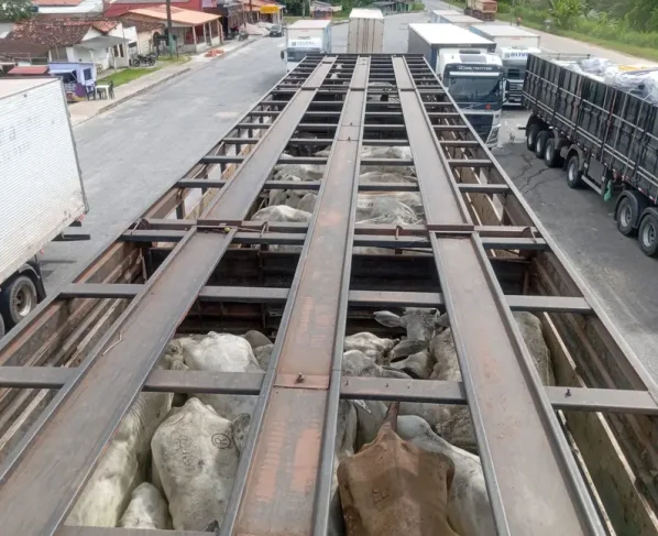 Apreensão de Gado