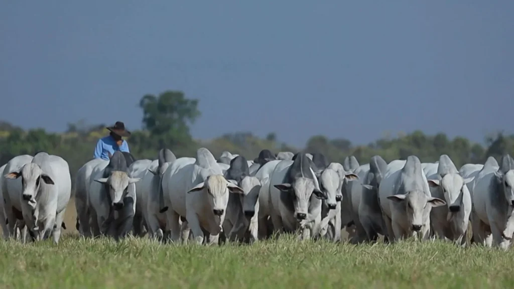 Foto: Reprodução/Giro do Boi.