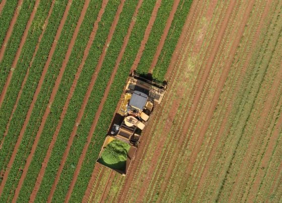 Foto: Reprodução/Giro do Boi.