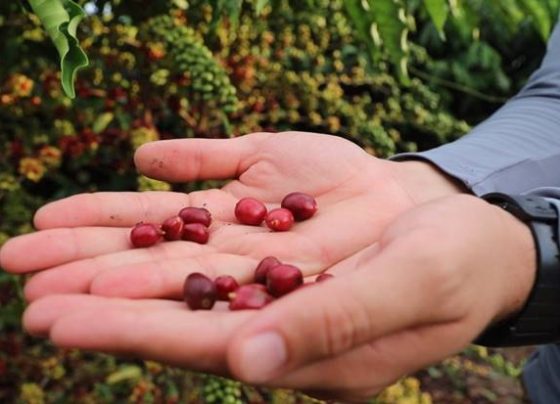 Café; variedade robusta amazônico
