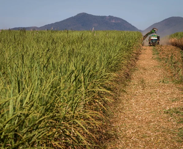 colheita de cana-de-açúcar