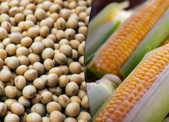 milho-e- soja