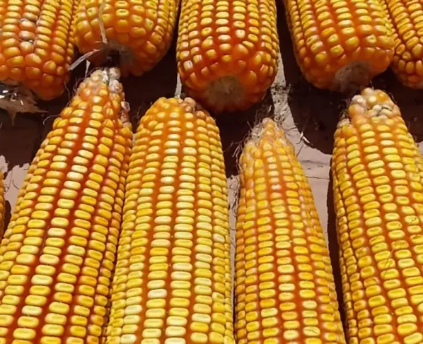 Compradores seguem retraídos com aumento na estimativa de produção