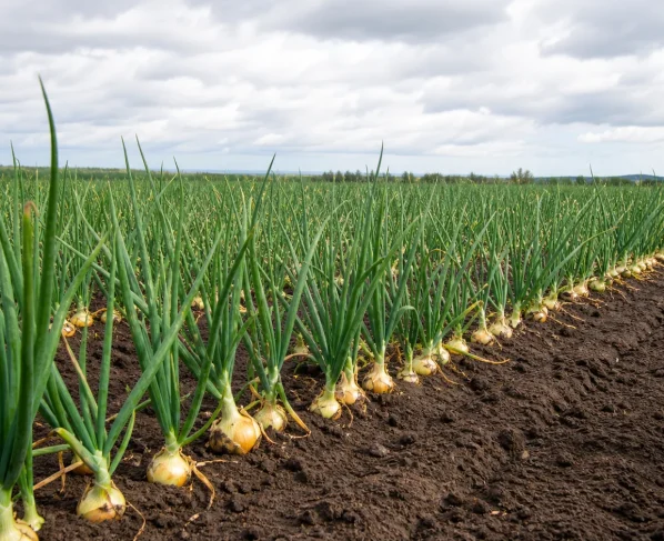 Embrapa lança cultivar de cebola adaptada ao cultivo de verão