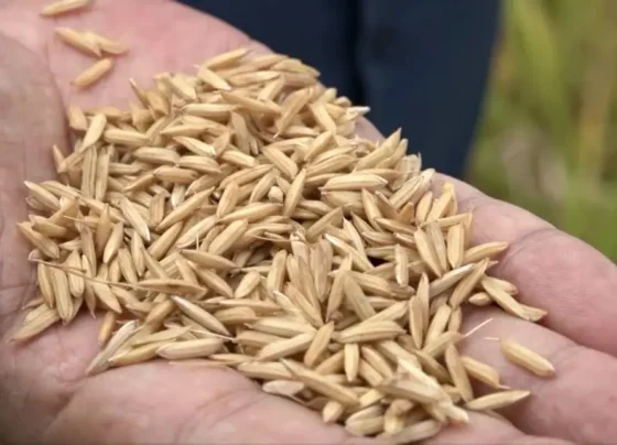 Mercado de arroz no RS fecha abril com negociações travadas, mas preços indicam recomposição