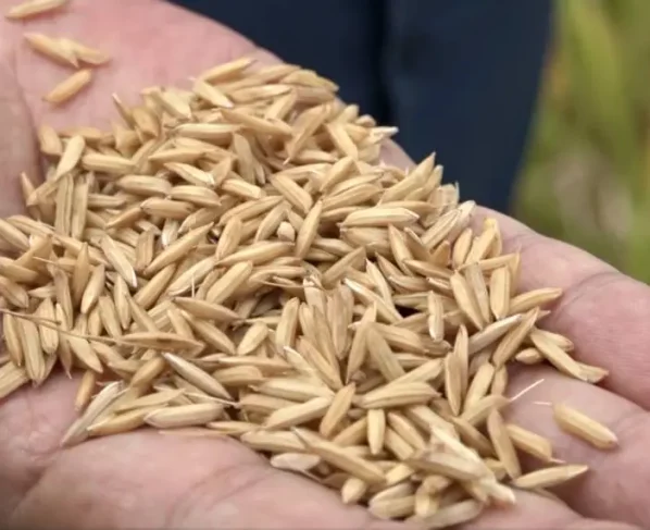 Mercado de arroz no RS fecha abril com negociações travadas, mas preços indicam recomposição