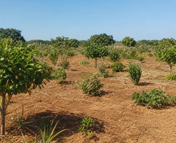 Produtores debatem uso do cajueiro em sistemas agroflorestais no Ceará